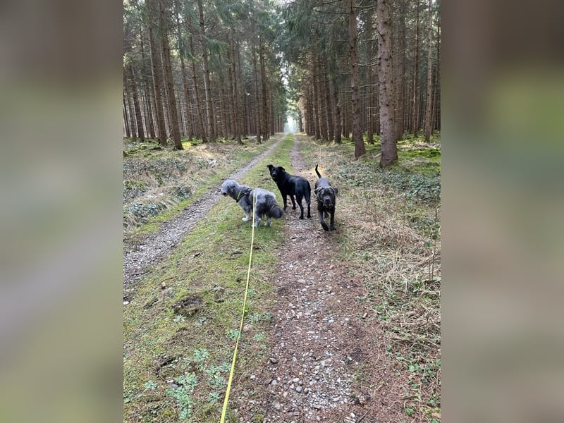 Unsere Tilda sucht ihr zu Hause