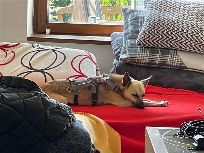 Unsere kleine Maus Carry