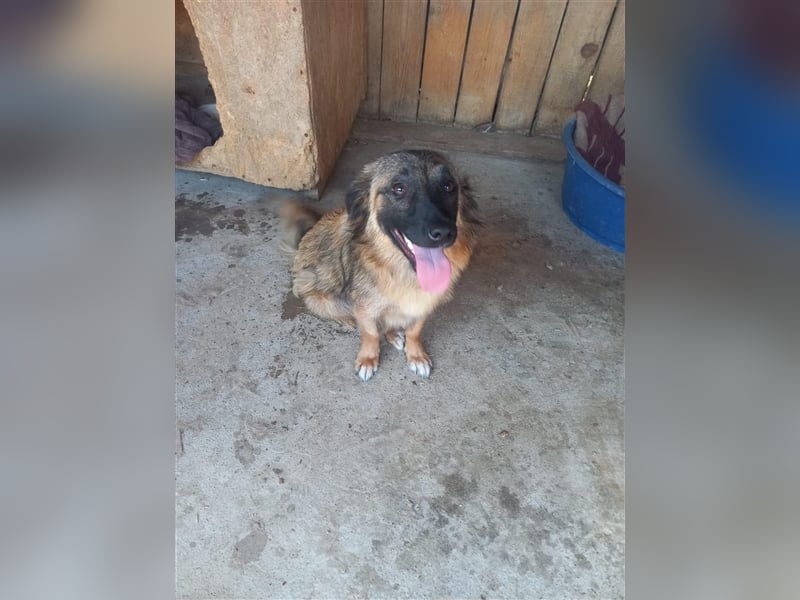 Unsere hübsche Amica