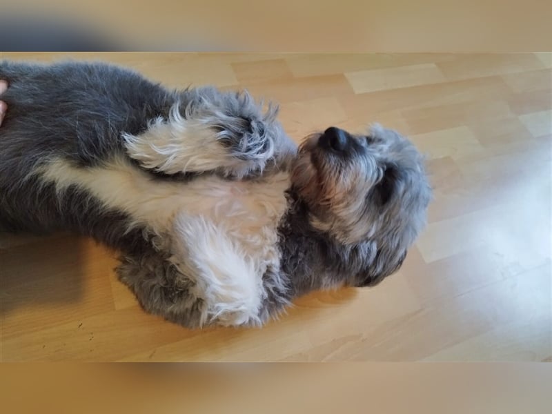 Unsere Tilda sucht ihr zu Hause