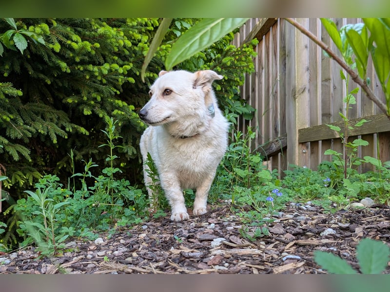 zuckersüße kleine Dori aus dem Tierschutz bei München!
