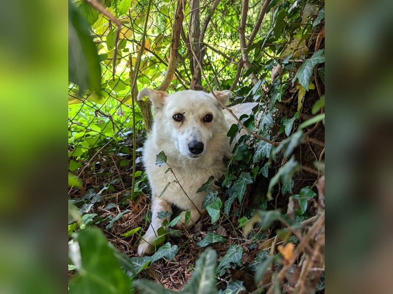 zuckersüße kleine Dori aus dem Tierschutz bei München!