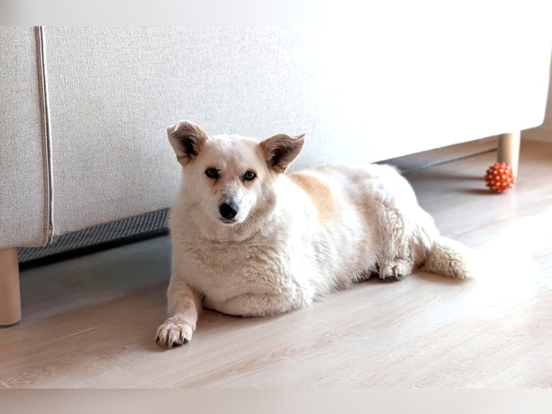 zuckersüße kleine Dori aus dem Tierschutz bei München!