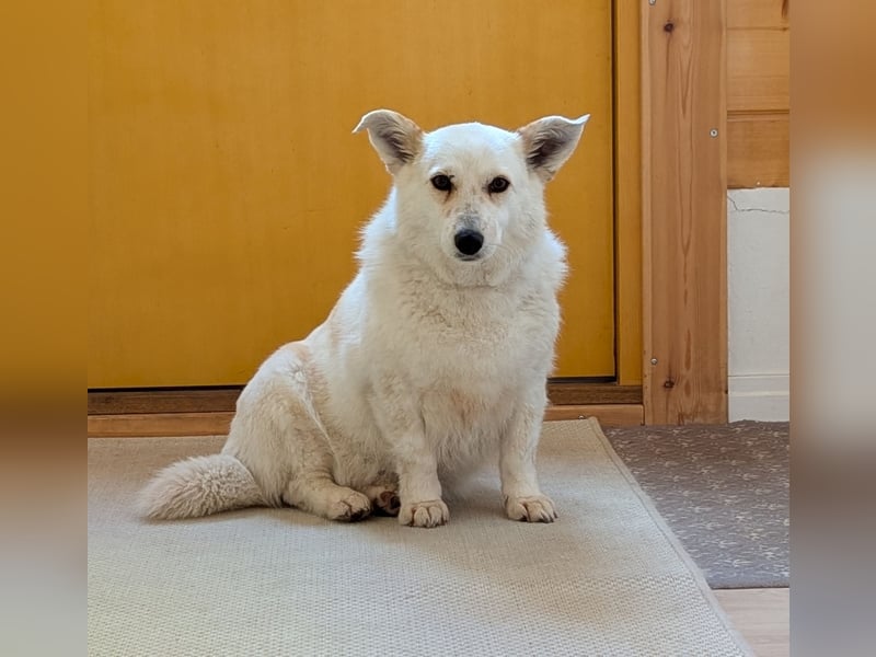 zuckersüße kleine Dori aus dem Tierschutz bei München!