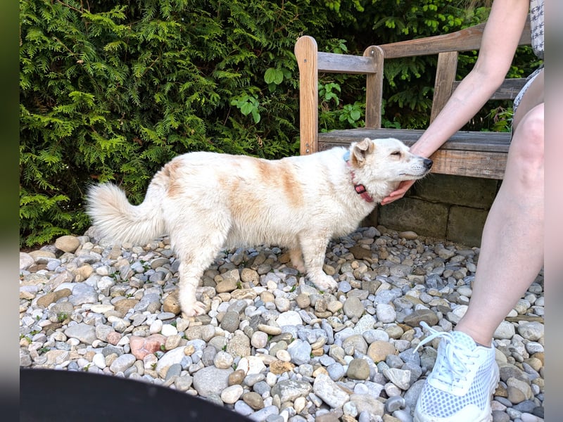 zuckersüße kleine Dori aus dem Tierschutz bei München!