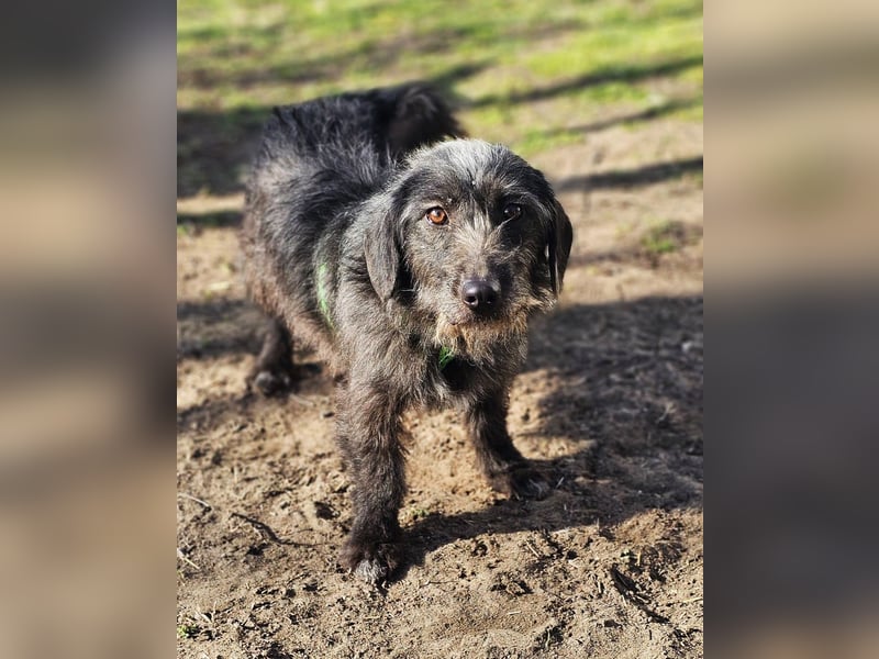 Gilla hat ein kluges, lustiges Wesen