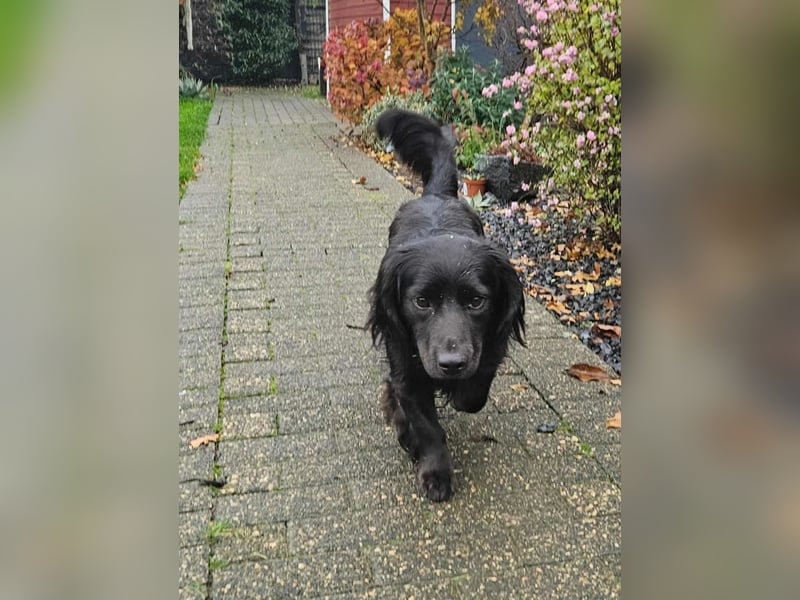 Fuio liebt Spaziergänge in der Natur (41836 Hückelhoven)