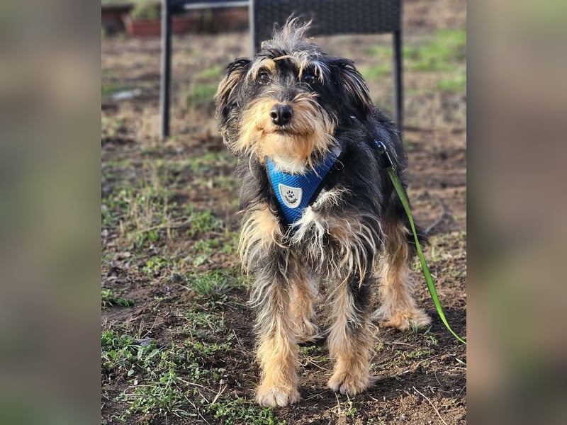 Tibor hat eine rasche Auffassungsgabe