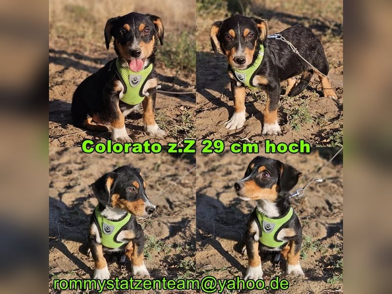 Colorato sucht ein Zuhause ohne Trubel und Hektik