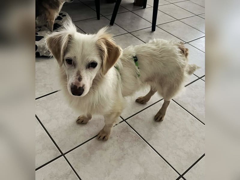 Neve ist lieb, sozial und clever (78224 Singen)