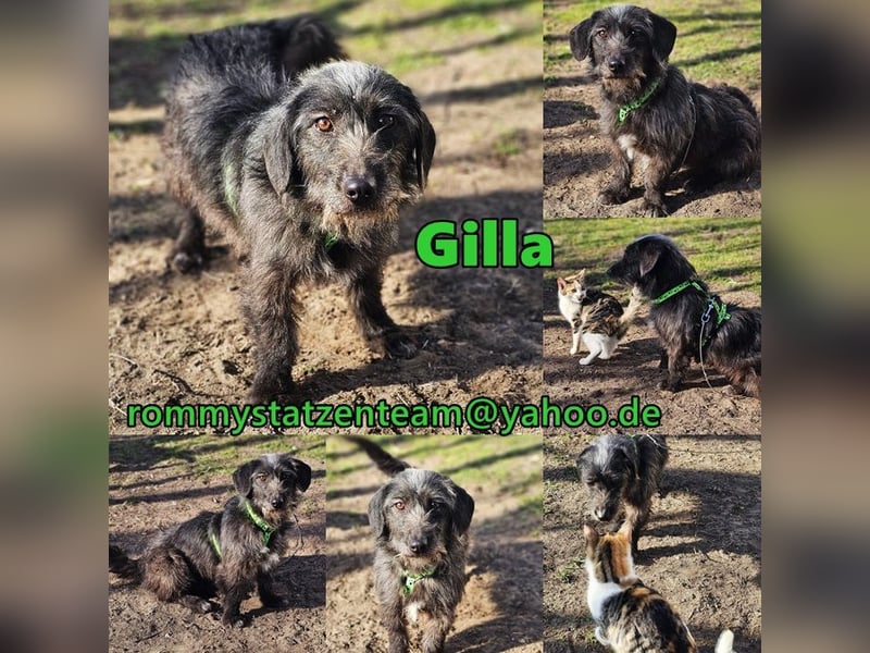 Gilla hat ein kluges, lustiges Wesen