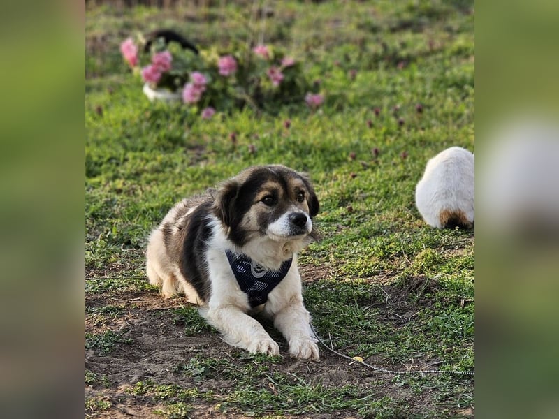 Oddi wird sicher ein gelehriger Schüler