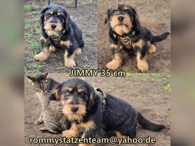 Jimmy ist ein freundlicher, toller Kerl
