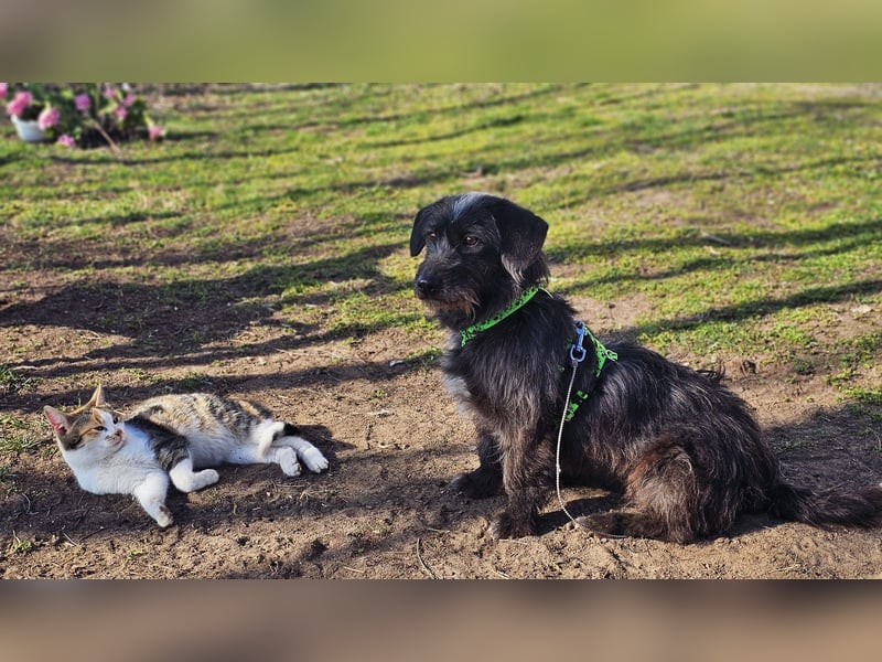 Gilla hat ein kluges, lustiges Wesen