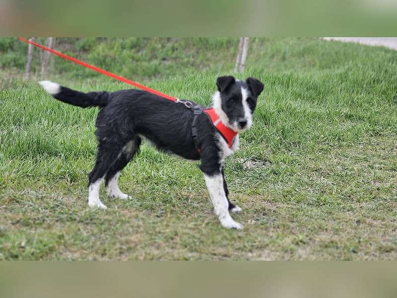 Zwarwit - eine kluge und sensible Hündin