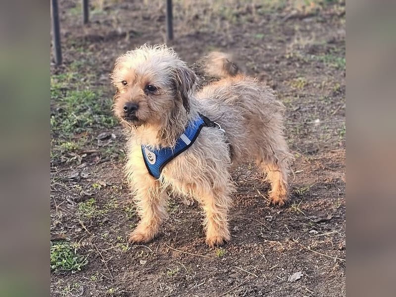 Bendix hat ein fröhliches Wesen