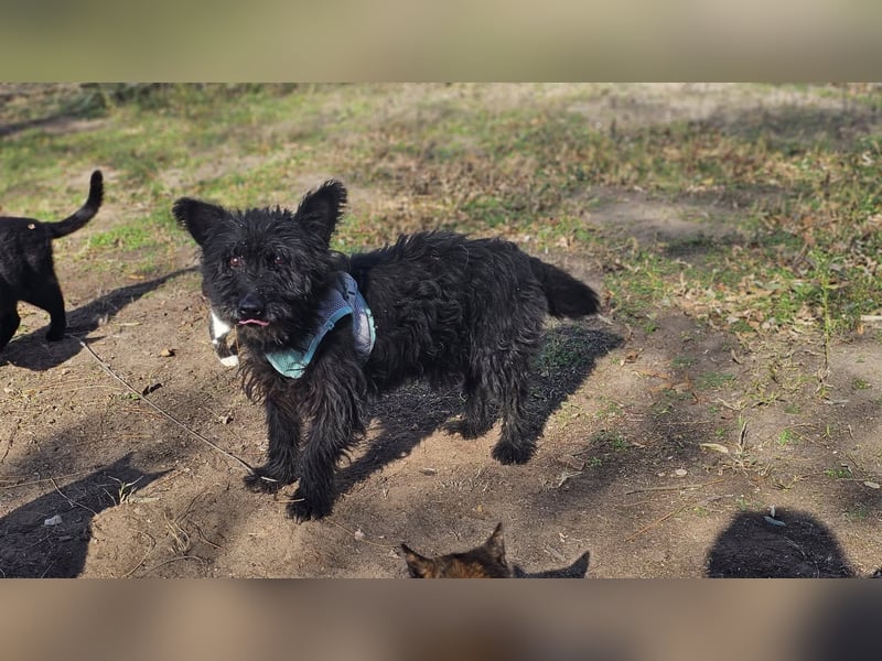 Raven - aktiv, fröhlich und unkompliziert