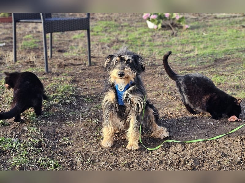 Tibor hat eine rasche Auffassungsgabe