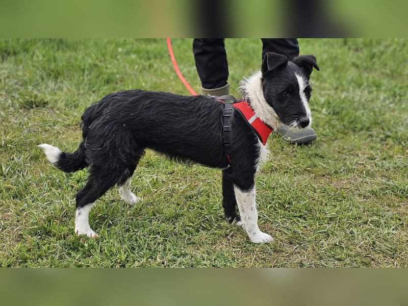 Zwarwit - eine kluge und sensible Hündin