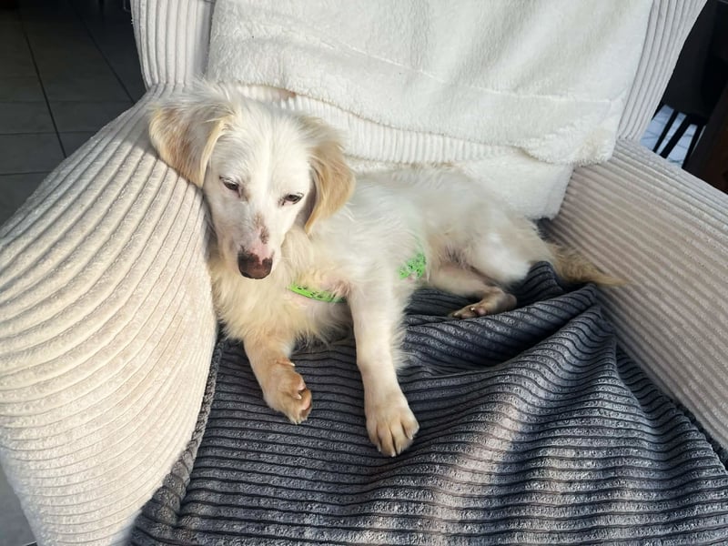 Neve ist lieb, sozial und clever (78224 Singen)