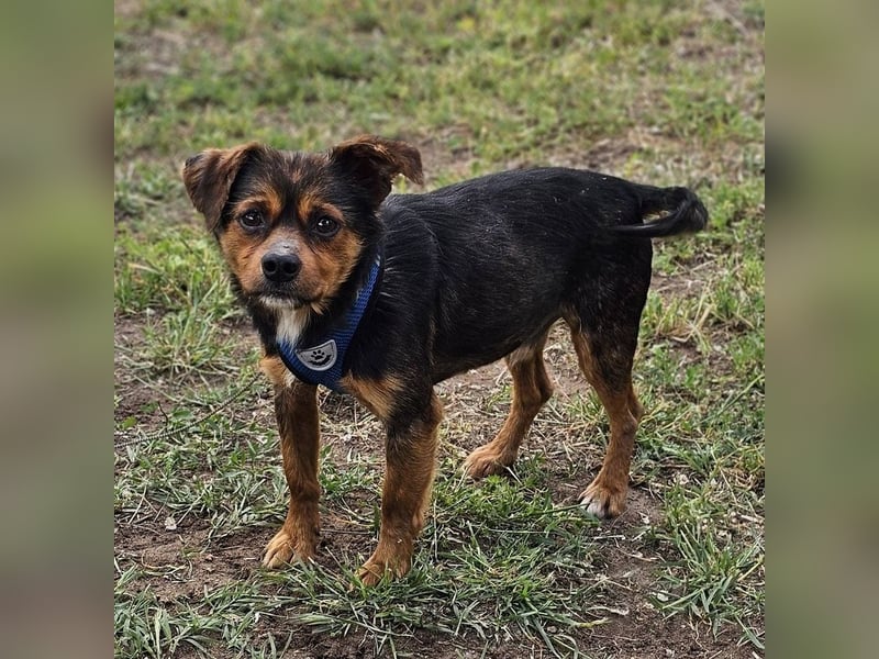 Ronan ist ein Hund der leisen Töne