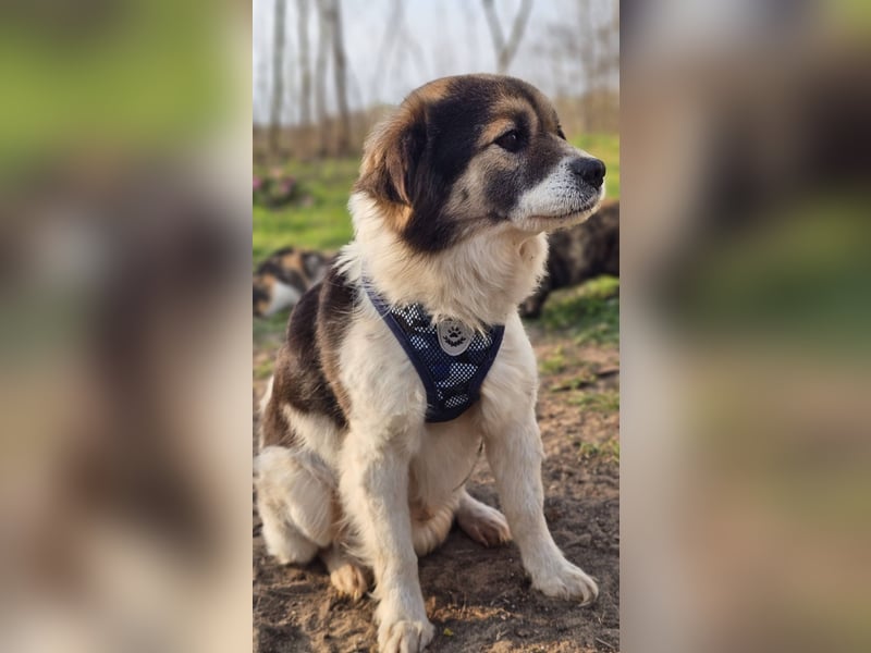 Oddi wird sicher ein gelehriger Schüler