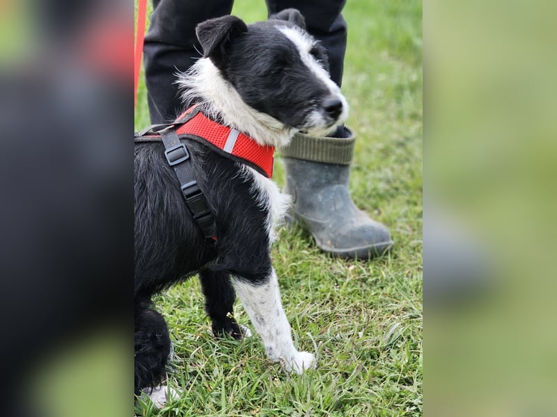 Zwarwit - eine kluge und sensible Hündin