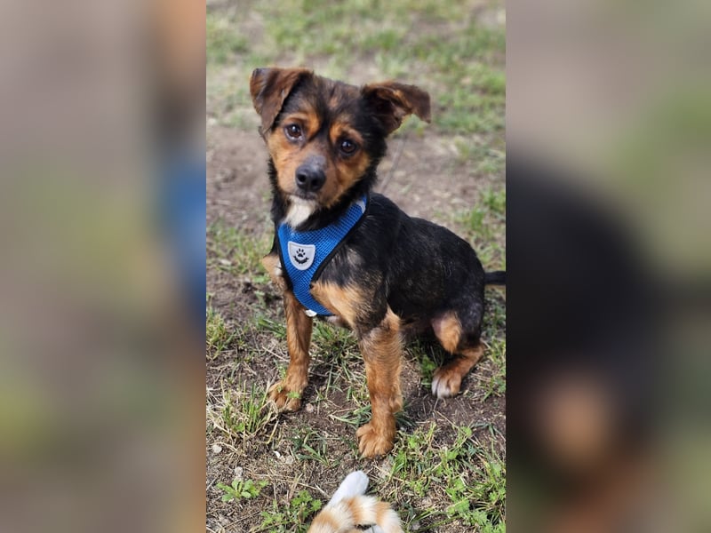 Ronan ist ein Hund der leisen Töne