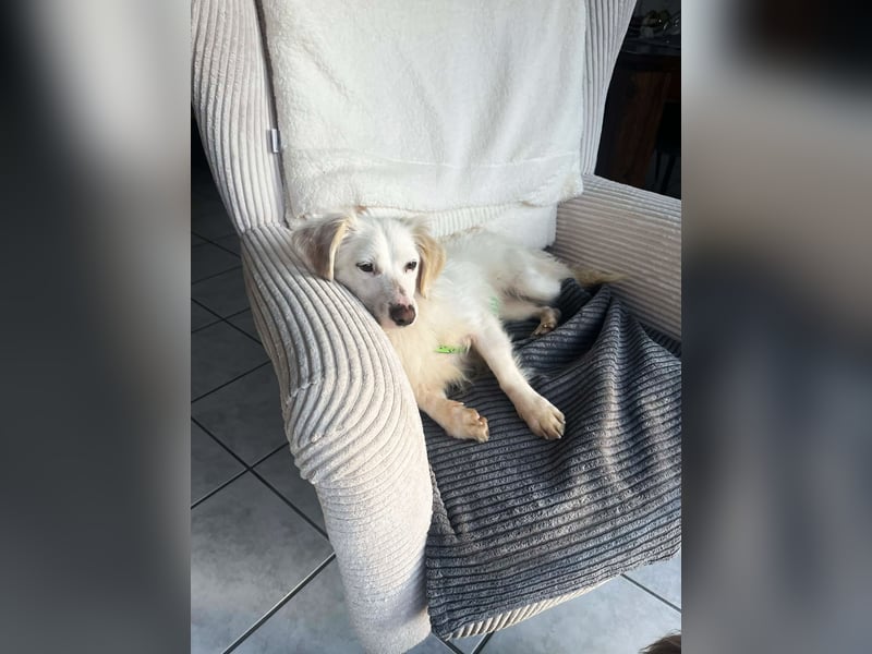 Neve ist lieb, sozial und clever (78224 Singen)