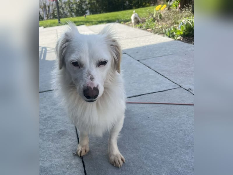 Neve ist lieb, sozial und clever (78224 Singen)