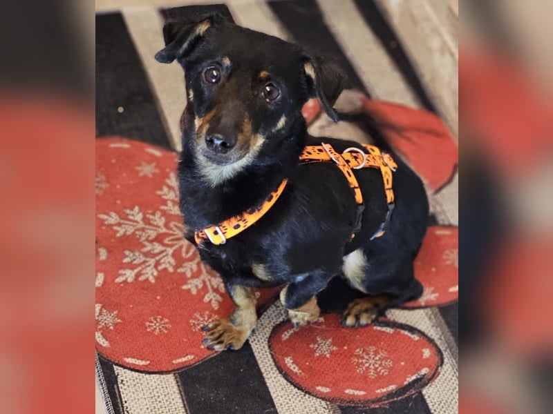 Pimpf ist lebenslustig und neugierig (76327 Pfinztal)