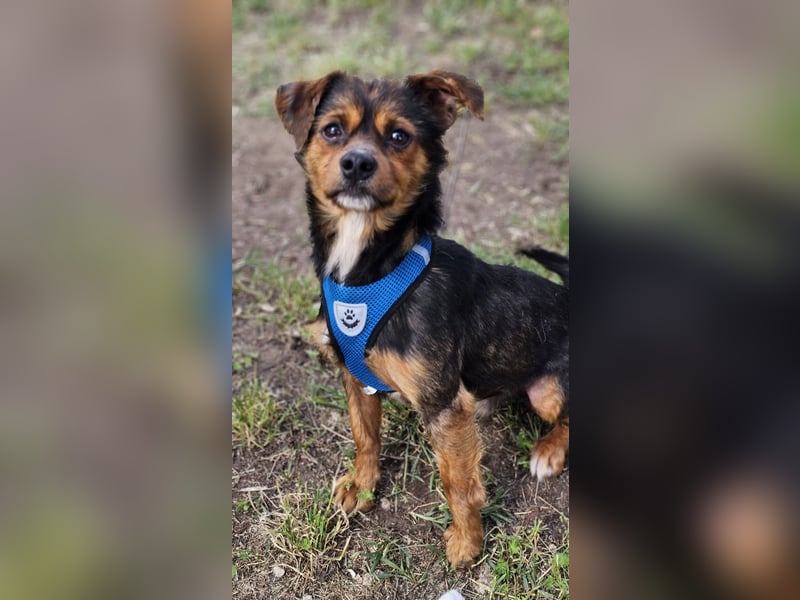 Ronan ist ein Hund der leisen Töne