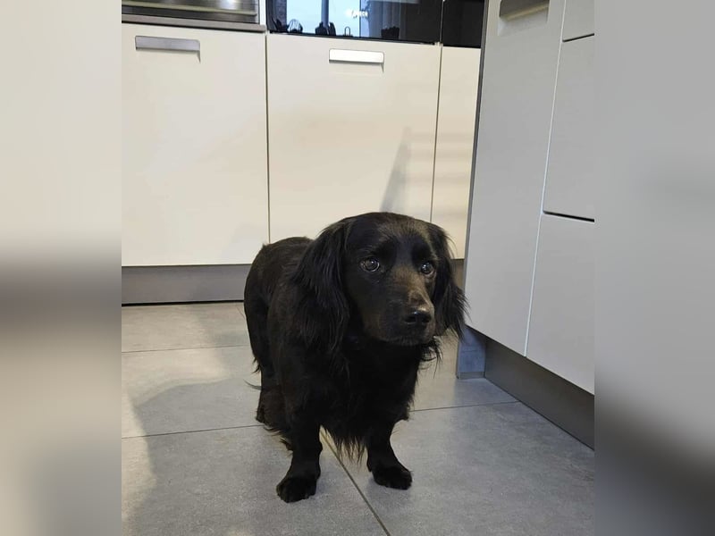 Fuio liebt Spaziergänge in der Natur (41836 Hückelhoven)