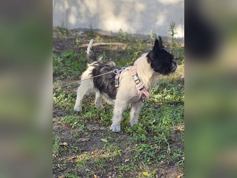 Charline ist ein aktiver Schatz