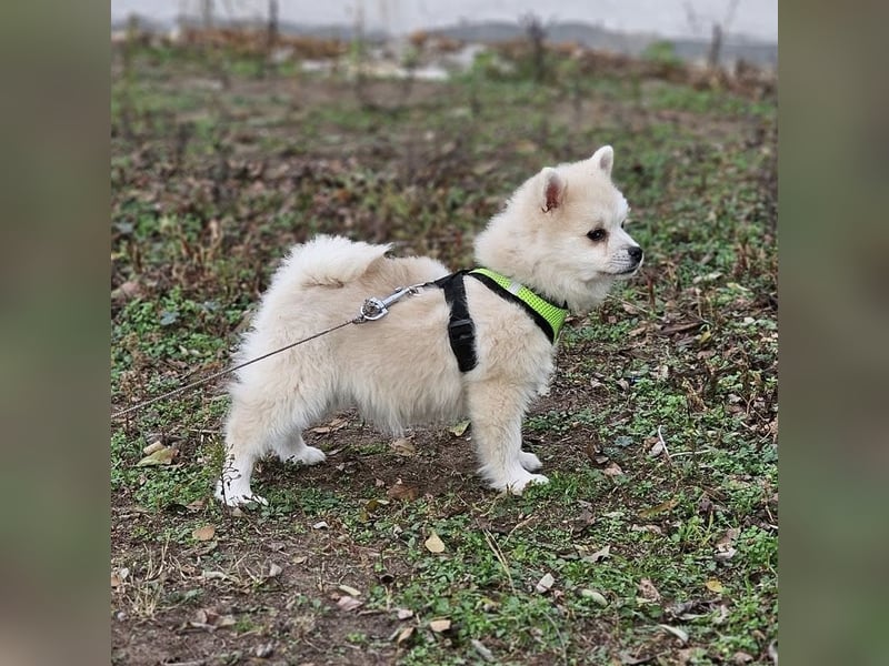Bangsi-verspielt und voller Lebensfreude