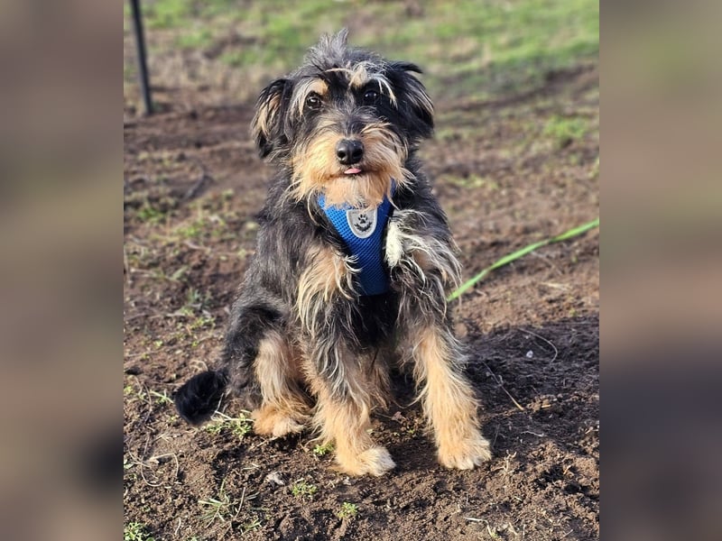 Tibor hat eine rasche Auffassungsgabe