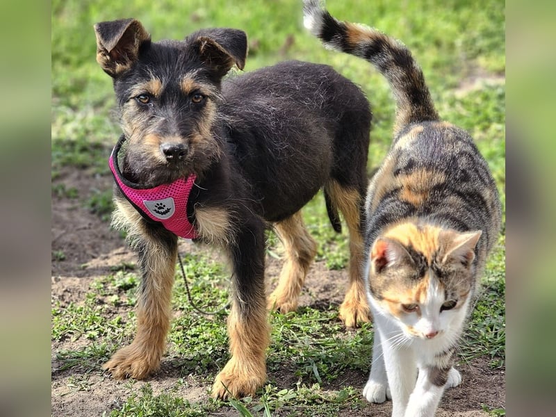 Tilly ist klug und voller Energie