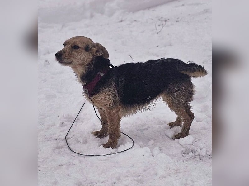 Sinola ist eine intelligente Hündin