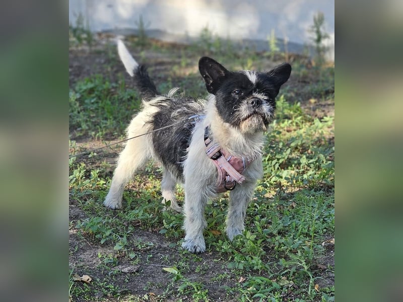 Charline ist ein aktiver Schatz