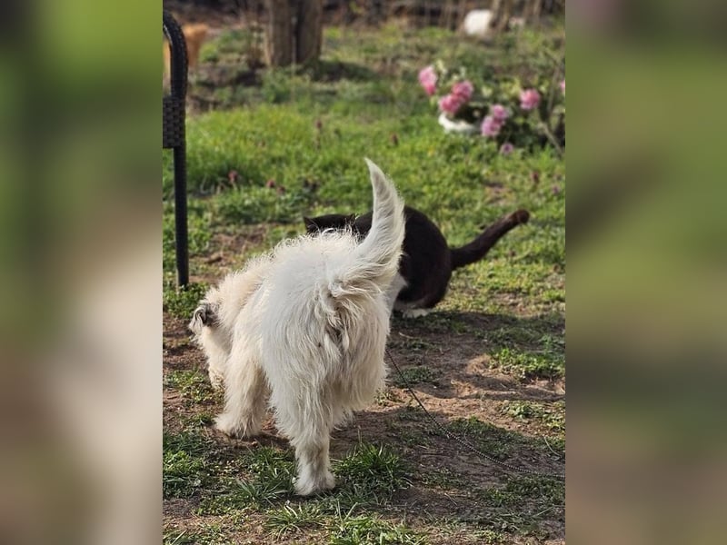 Filly ist aufmerksam und möchte lernen