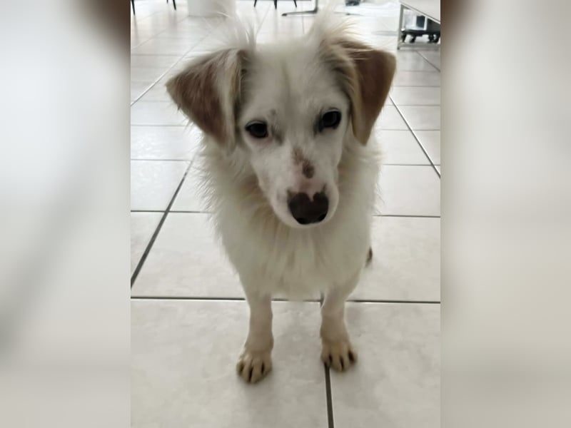 Neve ist lieb, sozial und clever (78224 Singen)