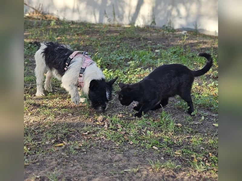 Charline ist ein aktiver Schatz