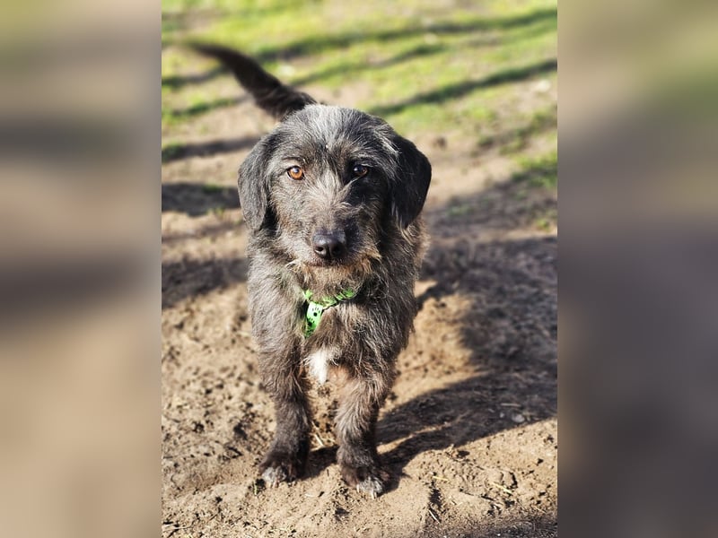 Gilla hat ein kluges, lustiges Wesen