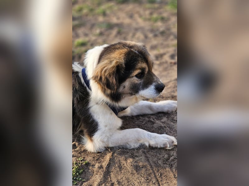 Oddi wird sicher ein gelehriger Schüler