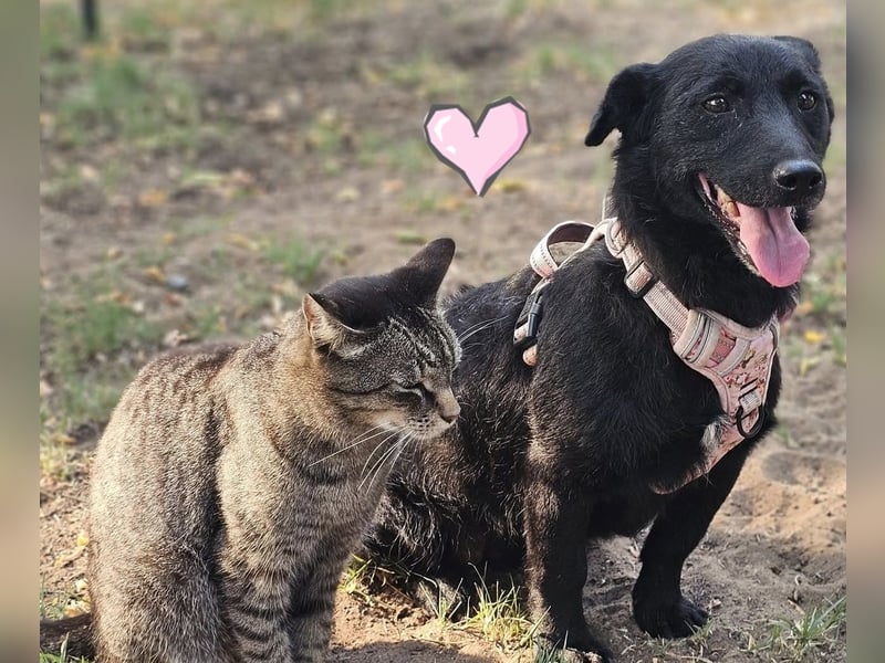 Cora mag erlebnisreiche Spaziergänge (61184 Karben)