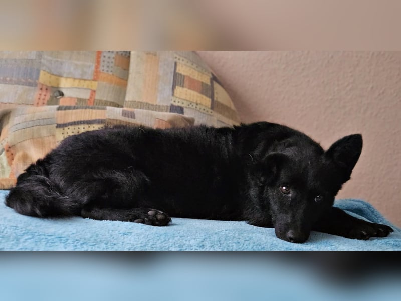 Cora mag erlebnisreiche Spaziergänge (61184 Karben)