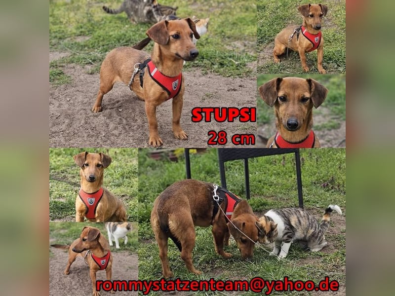 Stupsi - eine neugierige, smarte Hündin