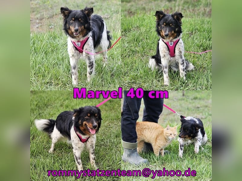 Marvel liebt Bewegung und Kopfarbeit