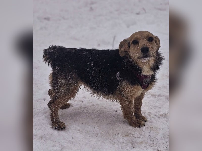 Sinola ist eine intelligente Hündin