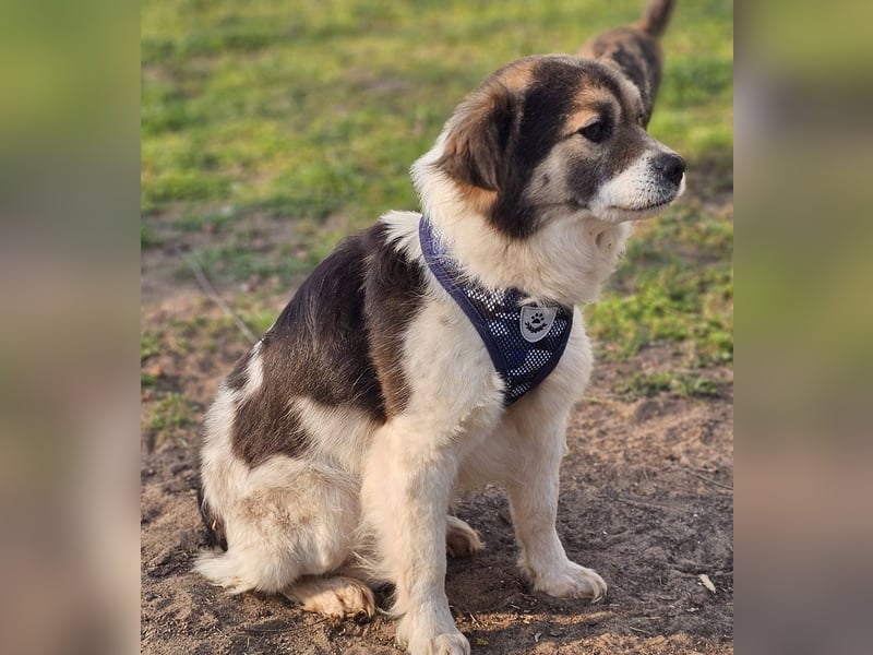 Oddi wird sicher ein gelehriger Schüler